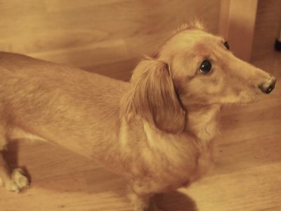 室内で買っている犬、ダン君